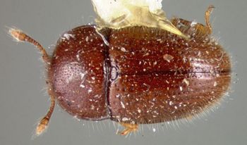 Media type: image;   Entomology 32543 Aspect: habitus dorsal view